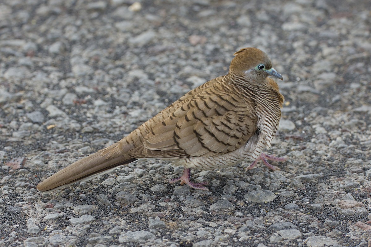 Zebra Dove - ML647209127