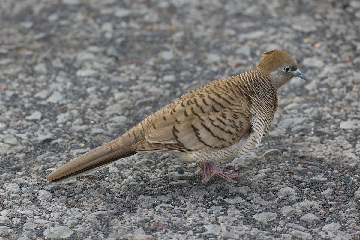 Zebra Dove - ML647209128