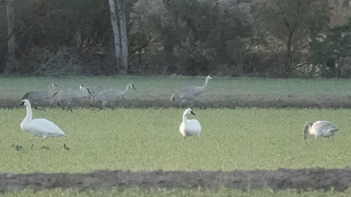 ברבור קטן - ML647209129