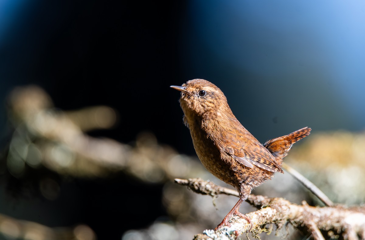Pacific Wren - ML647209130