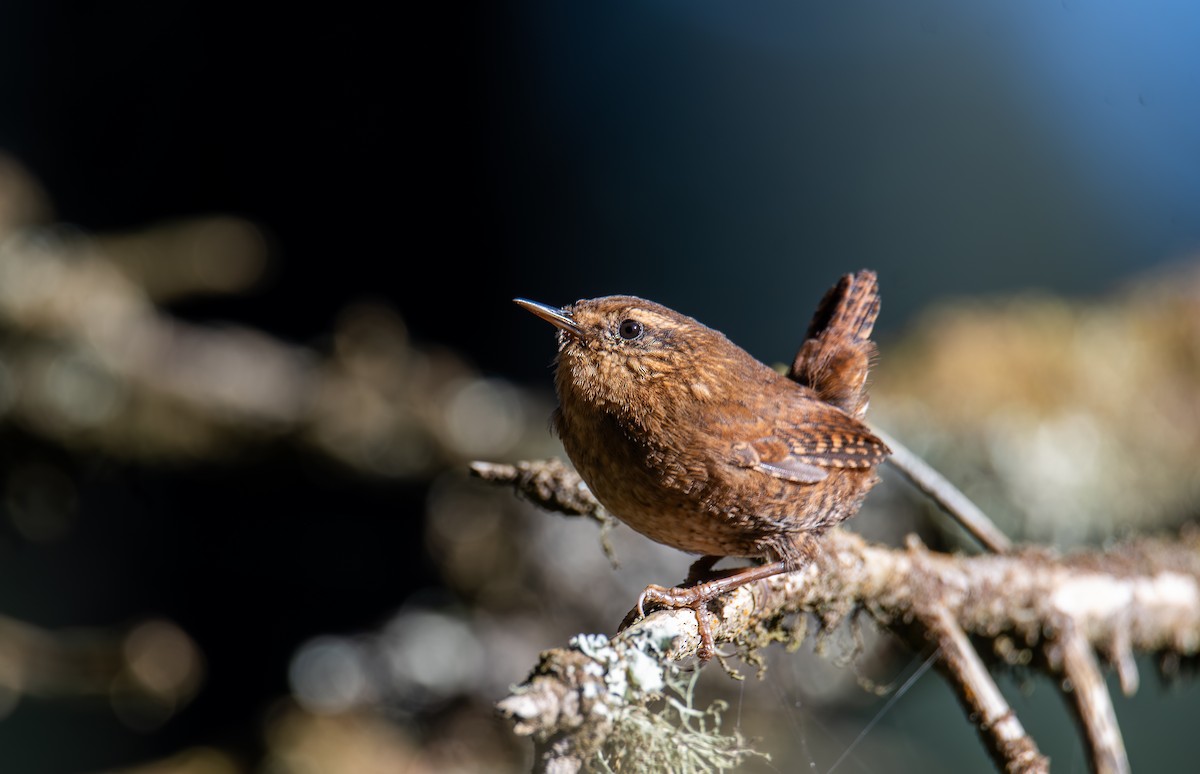 Pacific Wren - ML647209133