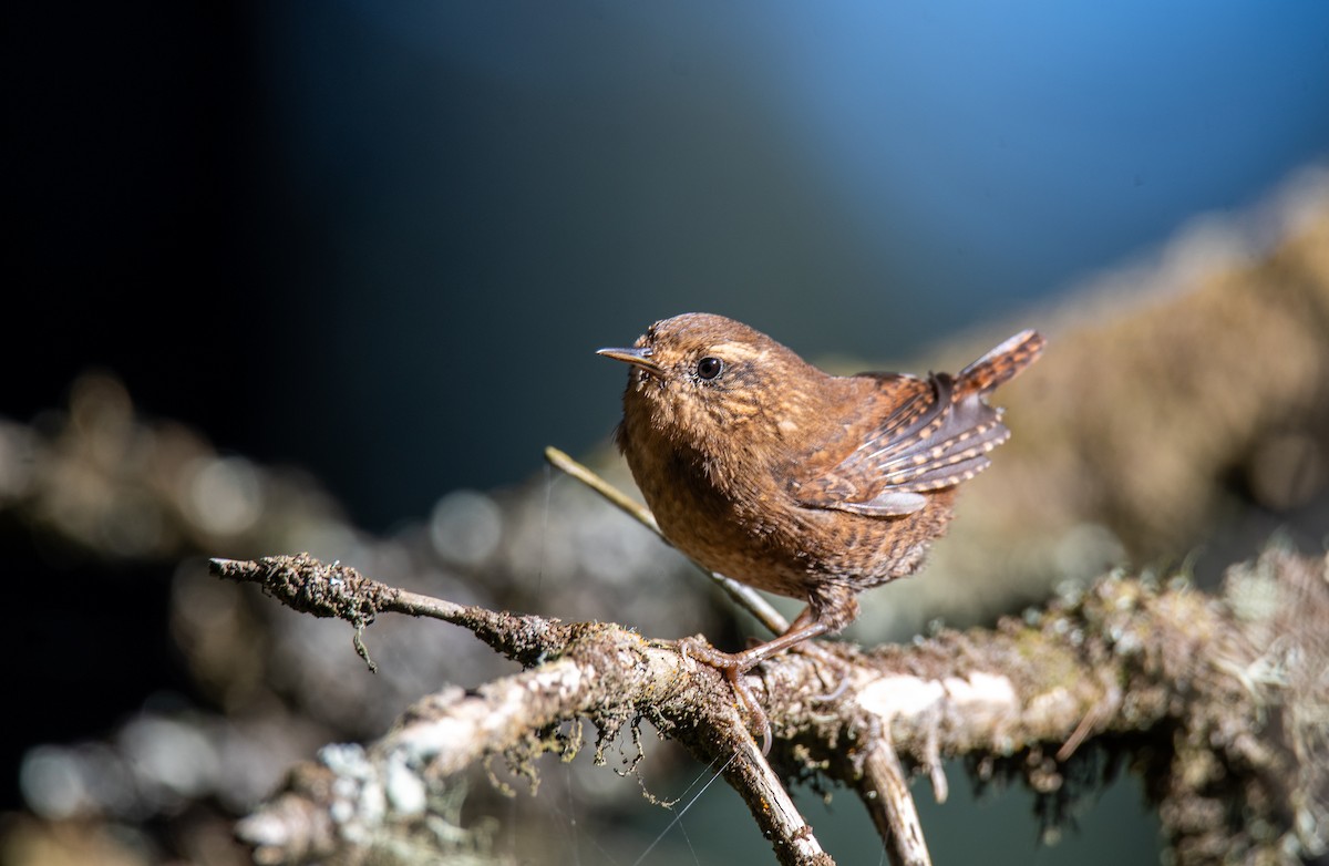 Pacific Wren - ML647209134