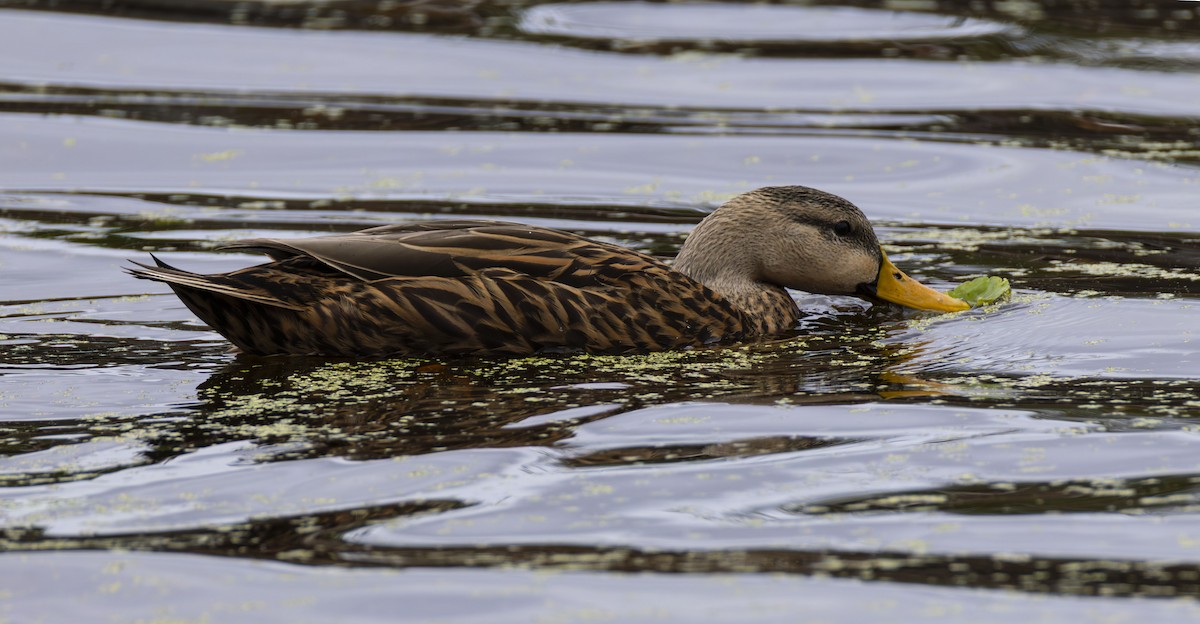 Mottled Duck - ML647209135