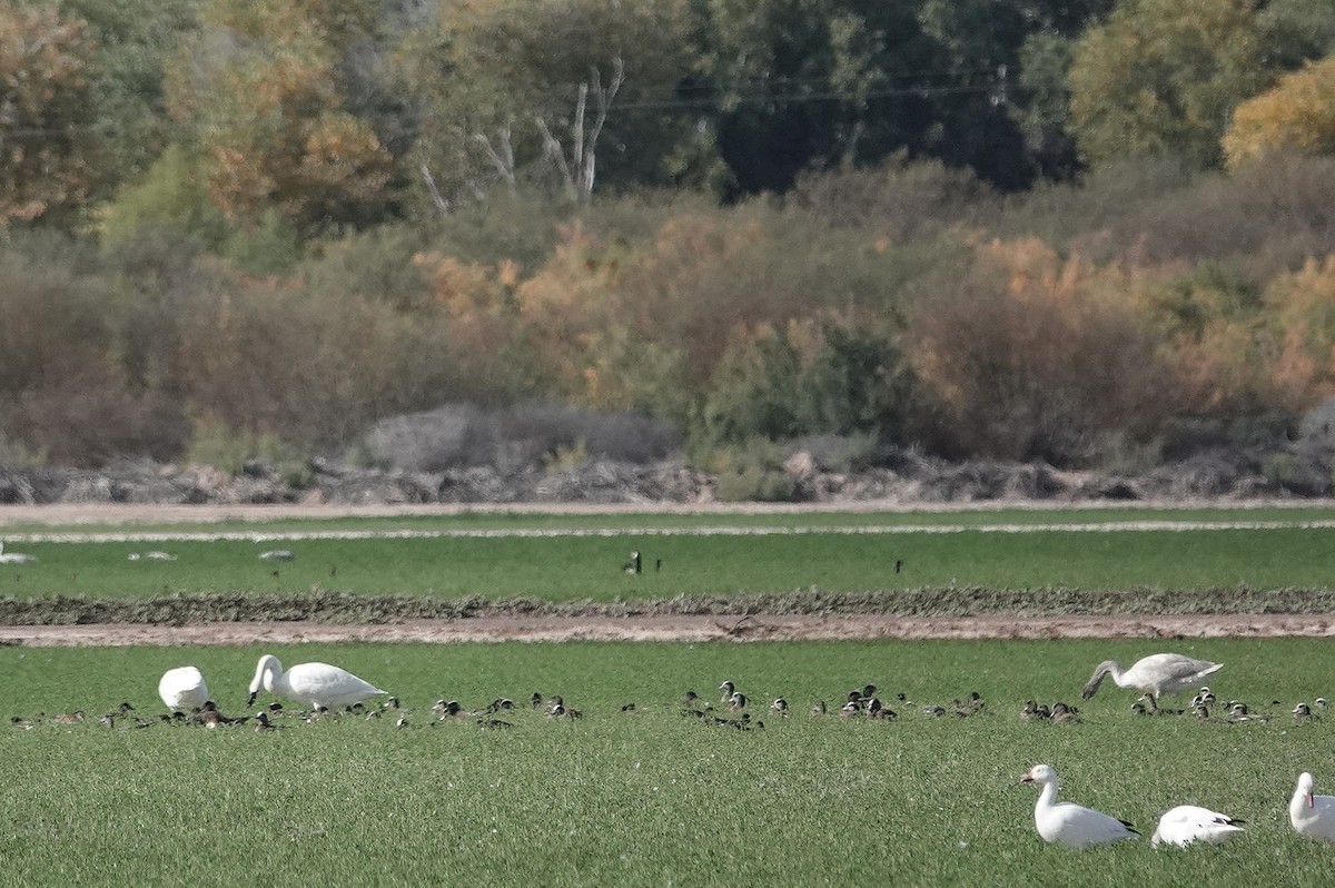 ברבור קטן - ML647209136