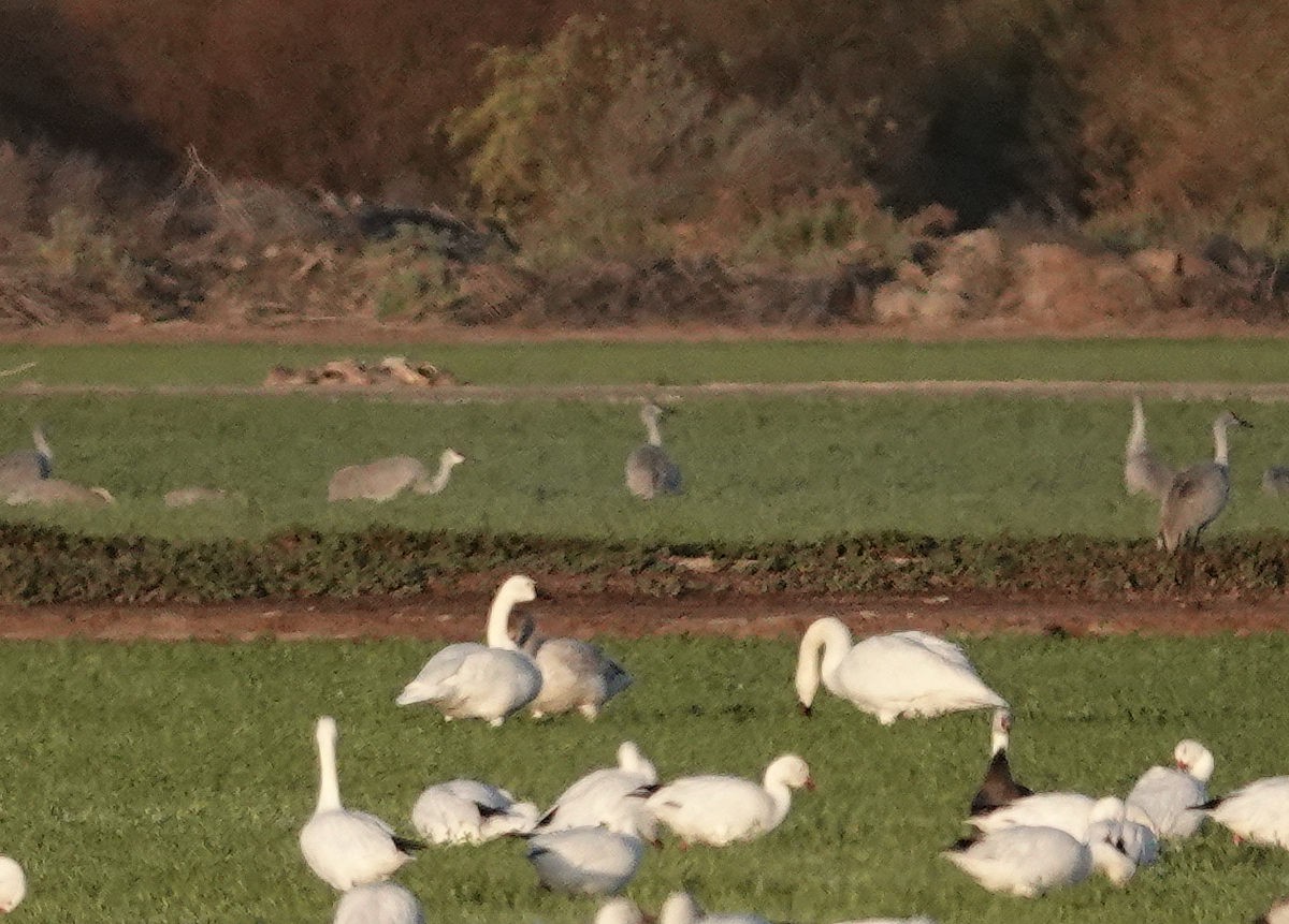 ברבור קטן - ML647209138