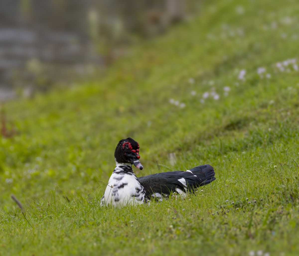 ברבר (מבוית) - ML647209139
