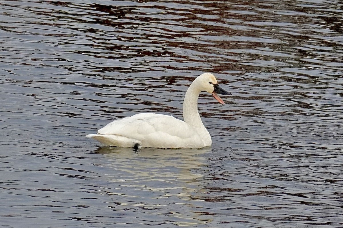 ברבור קטן - ML647209140