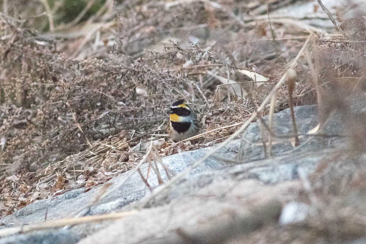 Gelbkehlammer - ML647209141