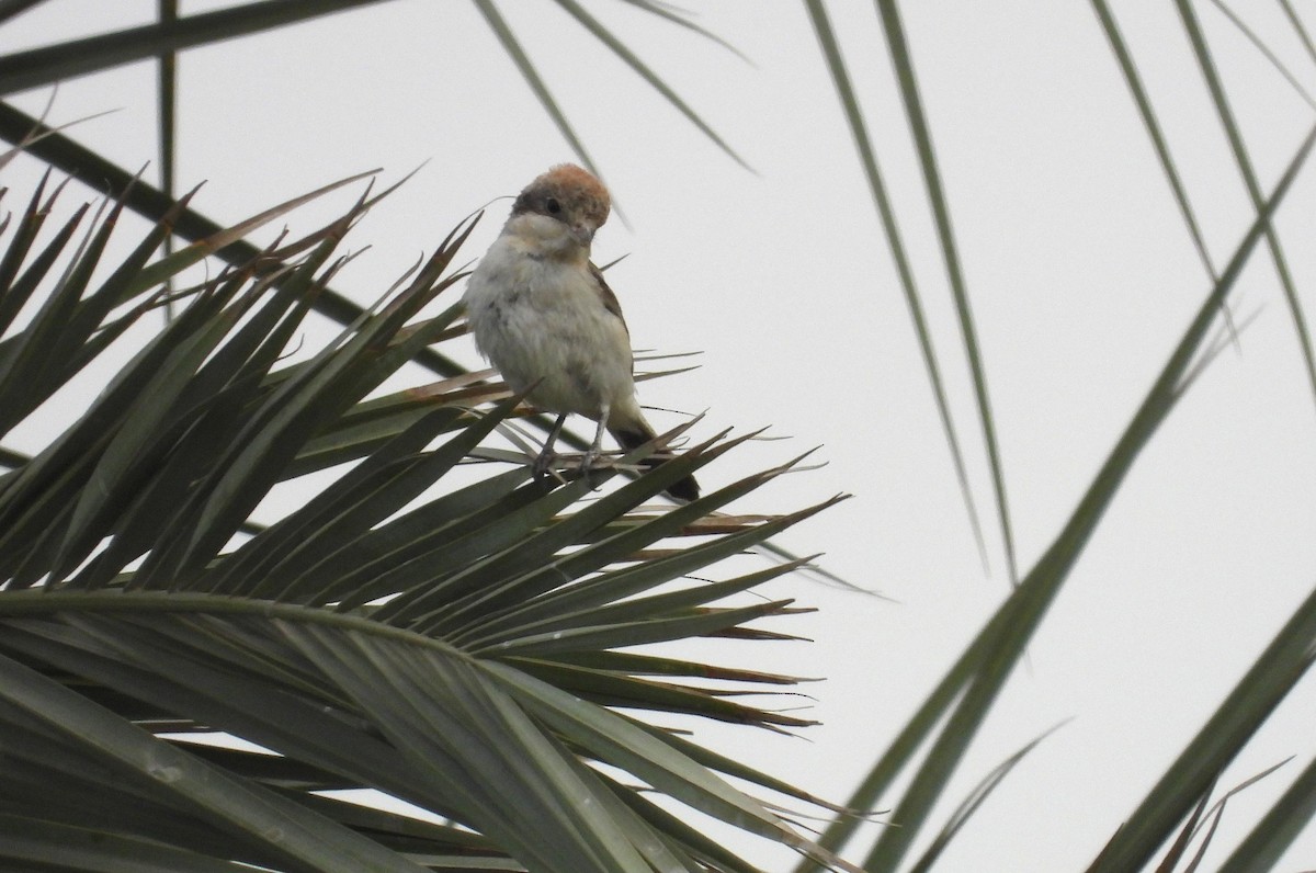 Woodchat Shrike - ML647209142