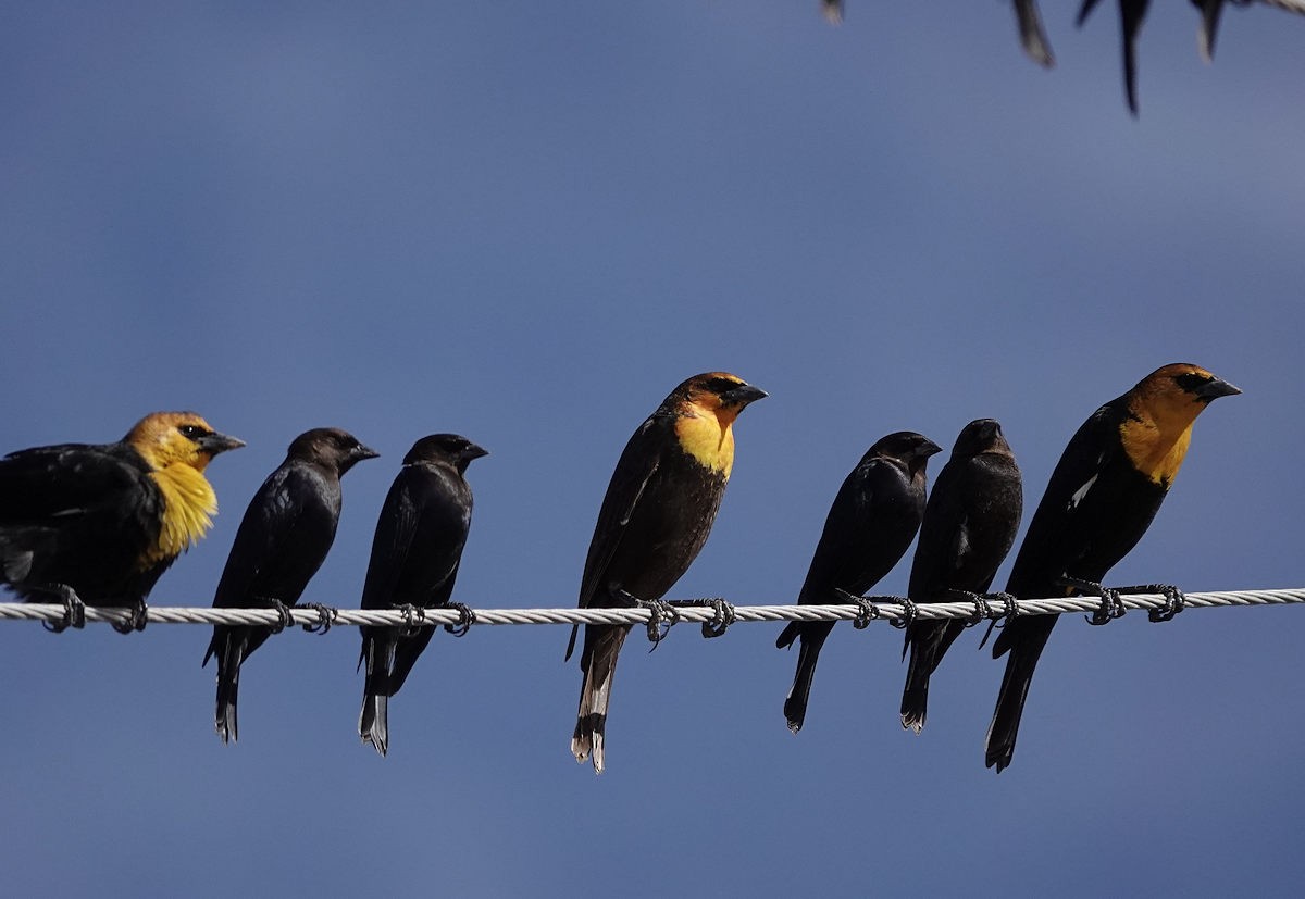 שחרורית צהובת-ראש - ML647209143