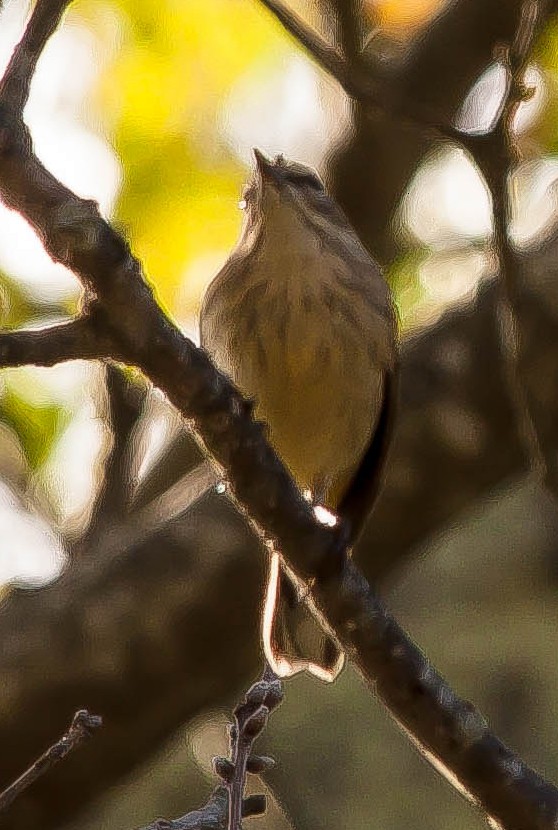 סבכון חום-כיפה - ML647209144
