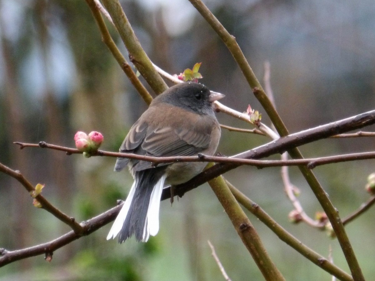Dark-eyed Junco (Oregon) - ML647209146