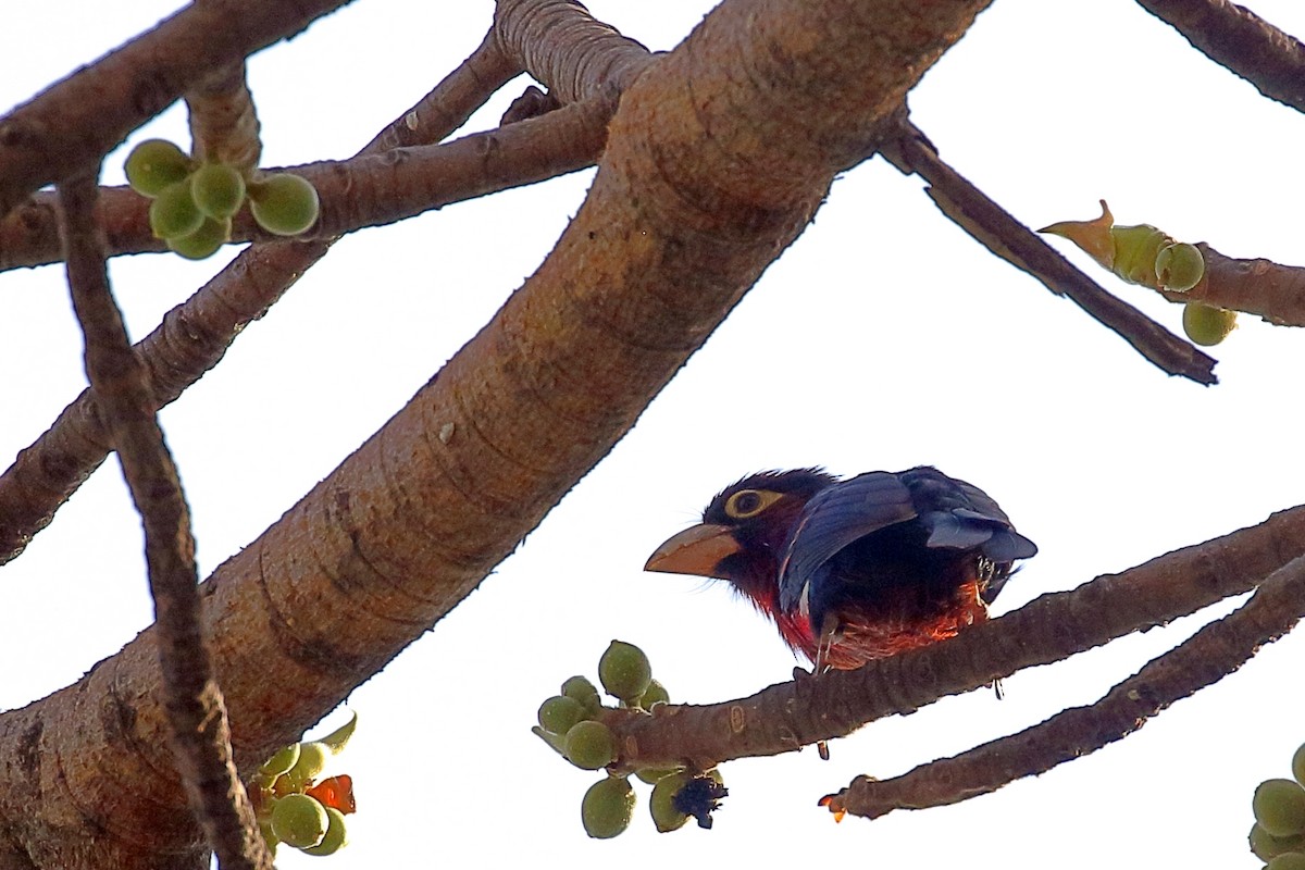 Doppelzahn-Bartvogel - ML647209147