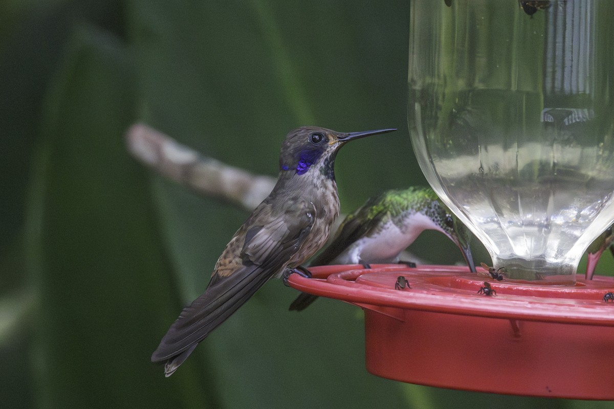 Braun-Veilchenohrkolibri - ML647209149