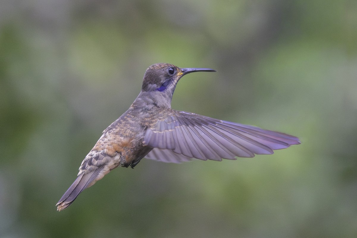 Braun-Veilchenohrkolibri - ML647209150