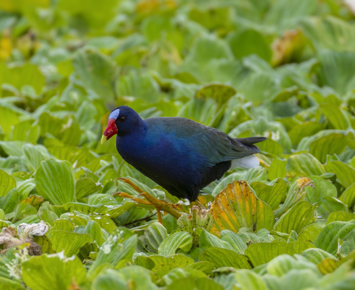 פורפיריה אמריקנית - ML647209151