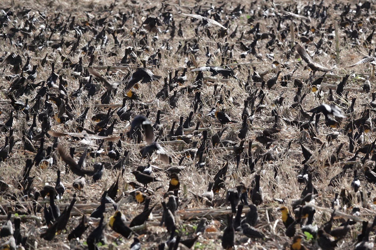 שחרורית צהובת-ראש - ML647209152