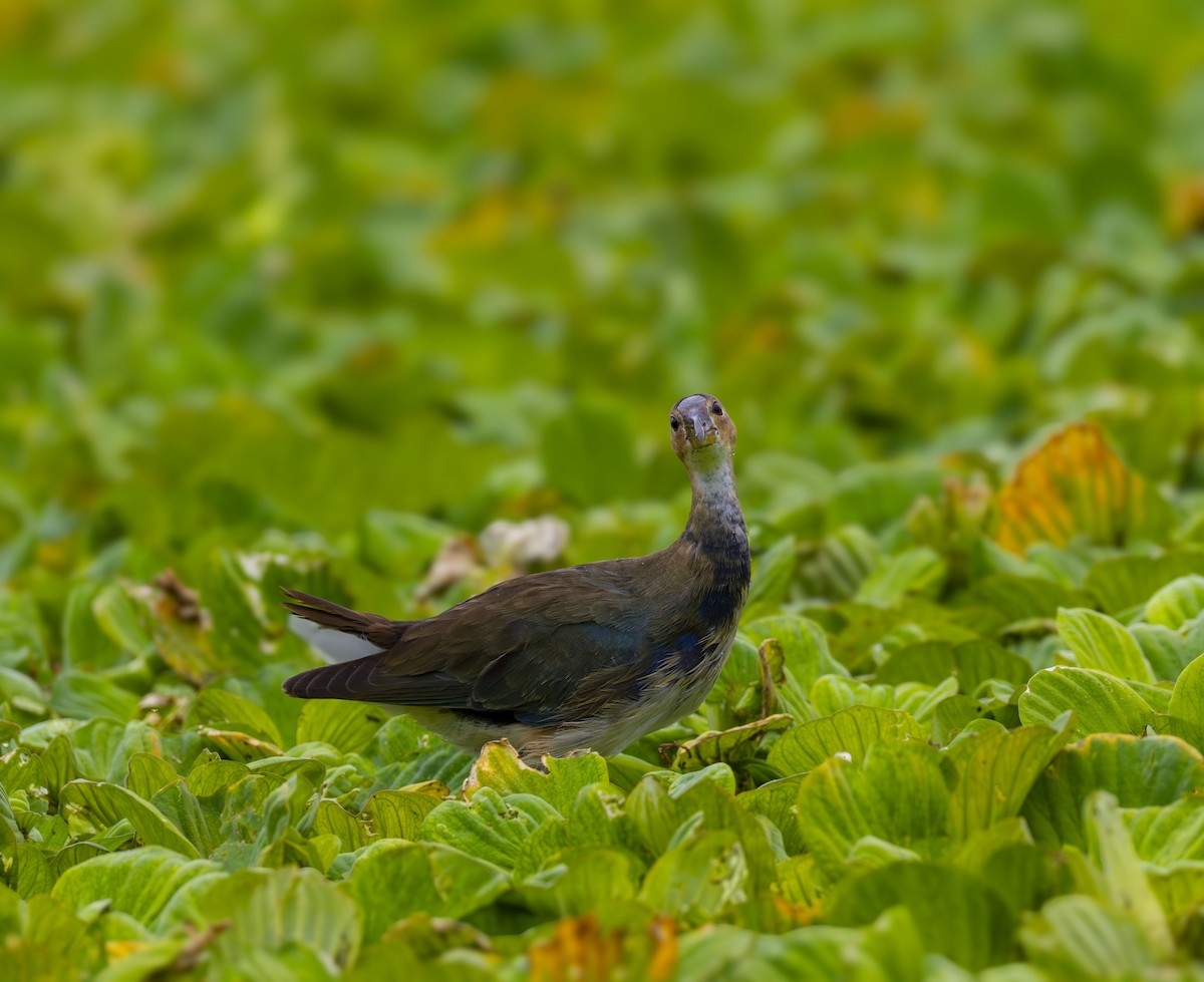 פורפיריה אמריקנית - ML647209155
