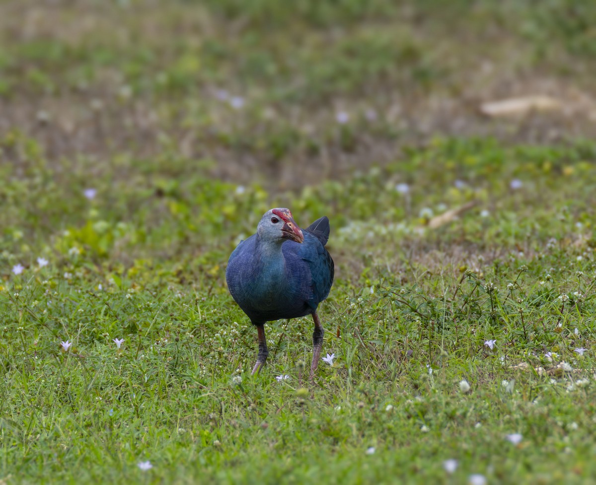 פורפיריה אפורת-ראש - ML647209156