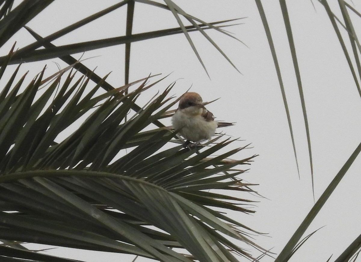 Rotkopfwürger - ML647209158