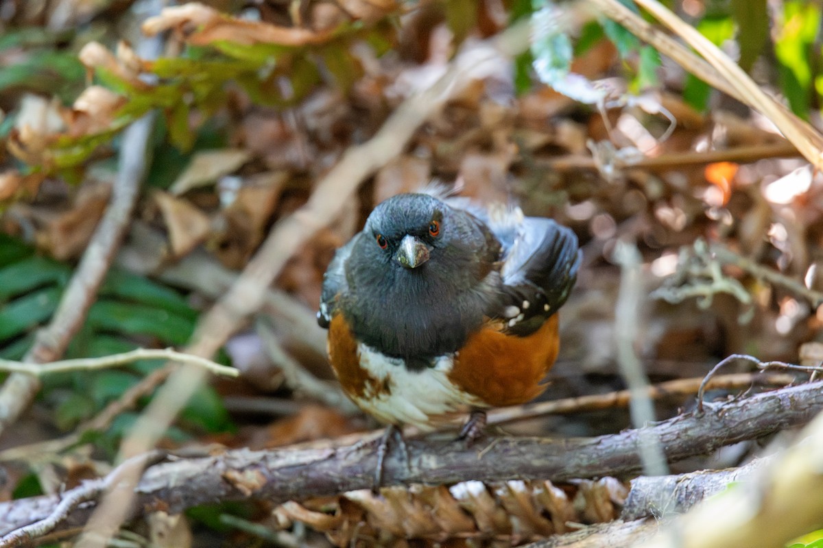 Spotted Towhee - ML647209159
