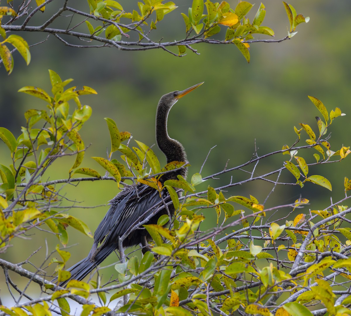 נחשון אמריקני - ML647209160