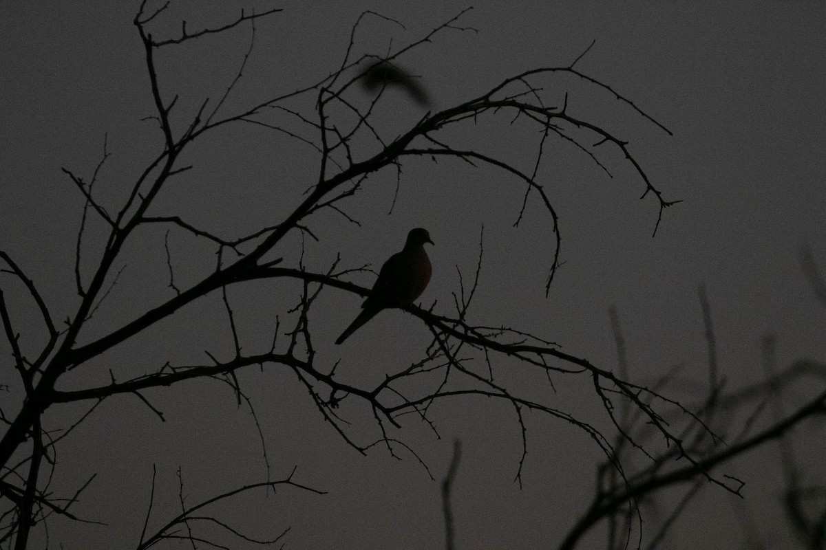 תורית אמריקנית - ML647209161