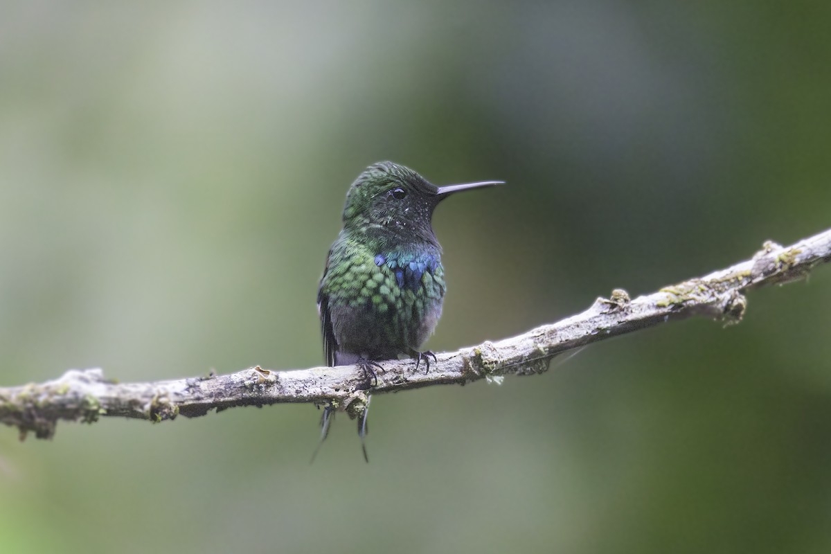 Grünfadenelfe - ML647209162