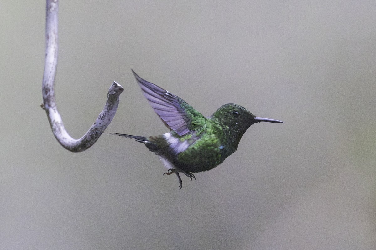 Grünfadenelfe - ML647209163