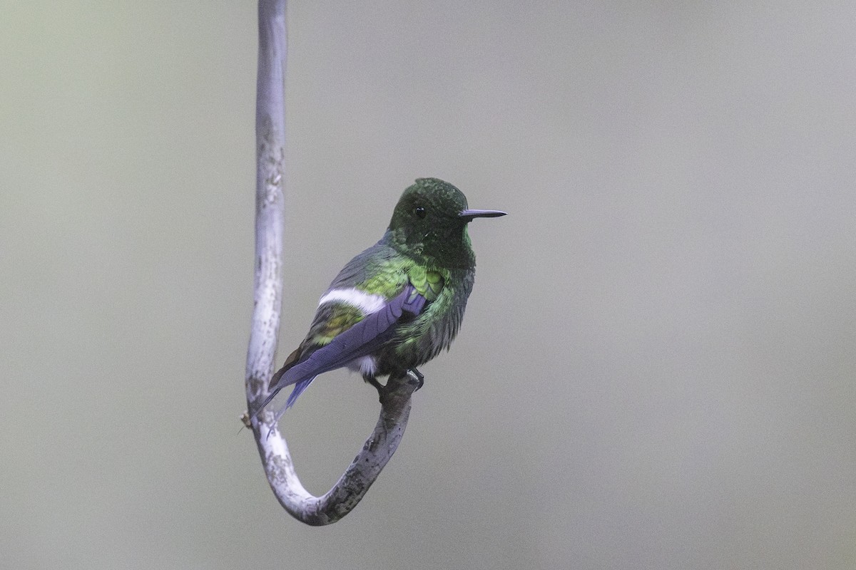 Grünfadenelfe - ML647209164