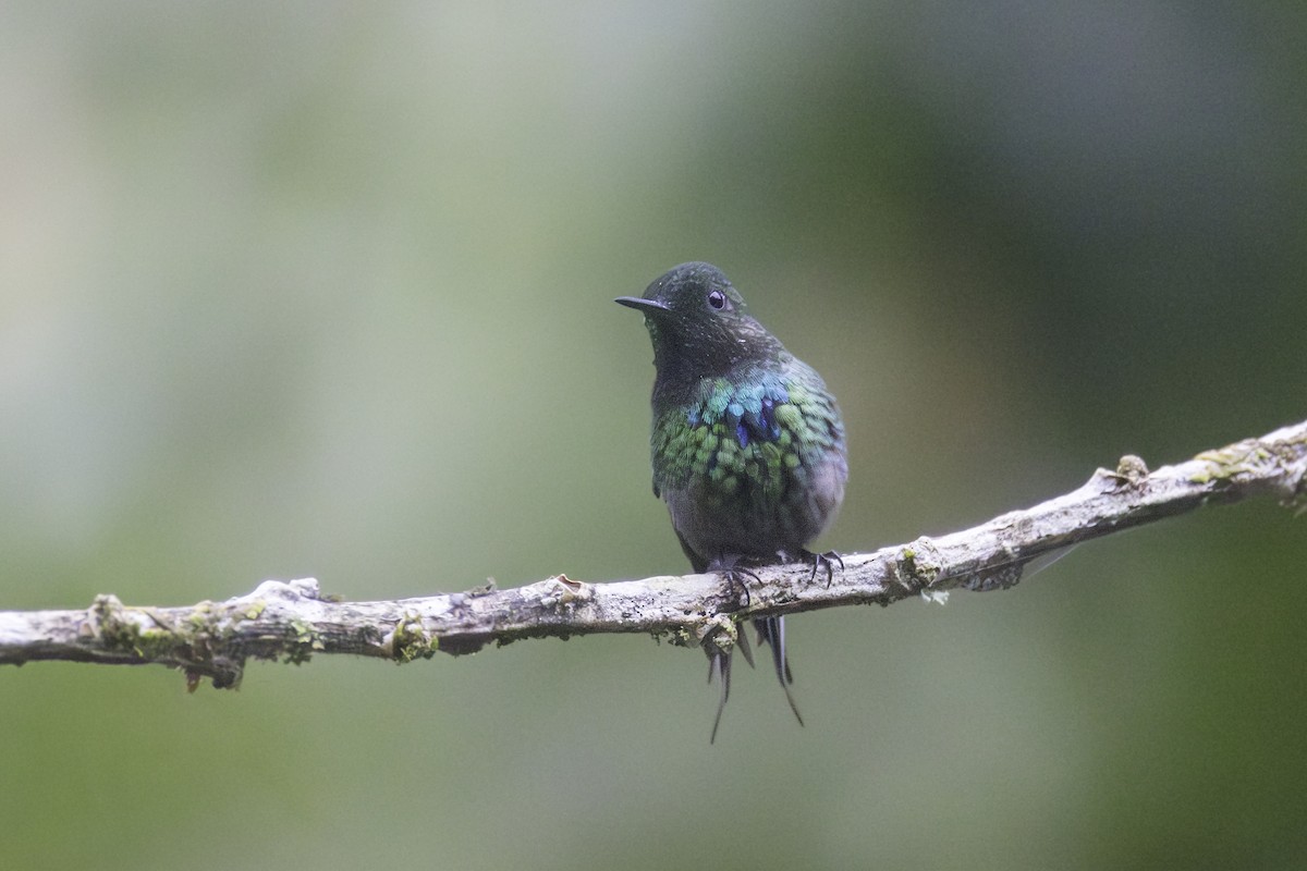 Grünfadenelfe - ML647209165