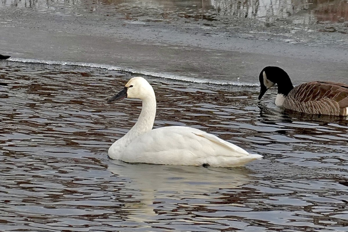 ברבור קטן - ML647209166