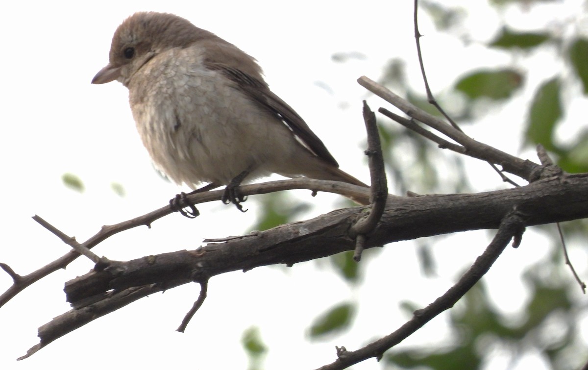 Isabellwürger - ML647209167