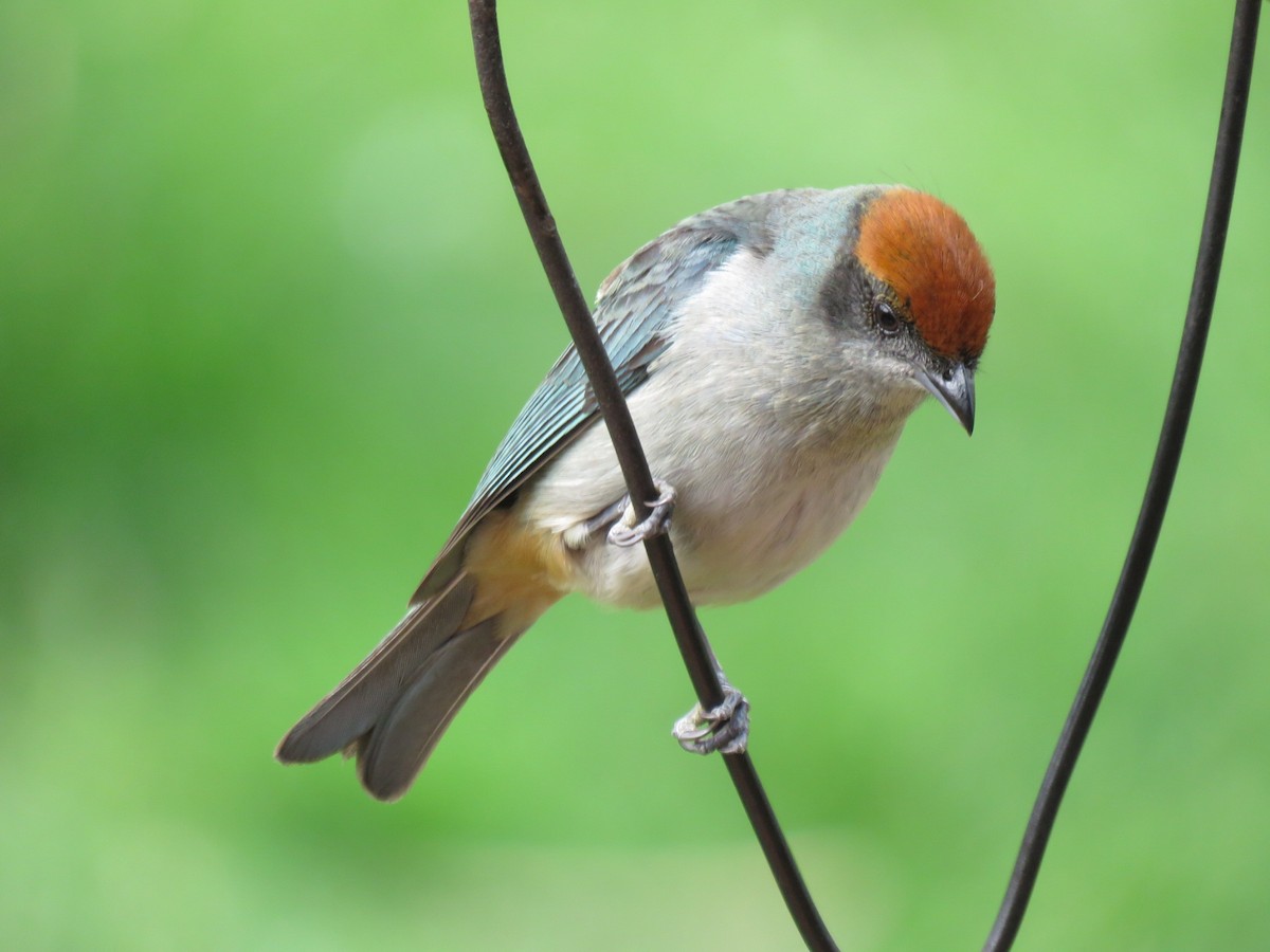 Rotscheiteltangare - ML647209168