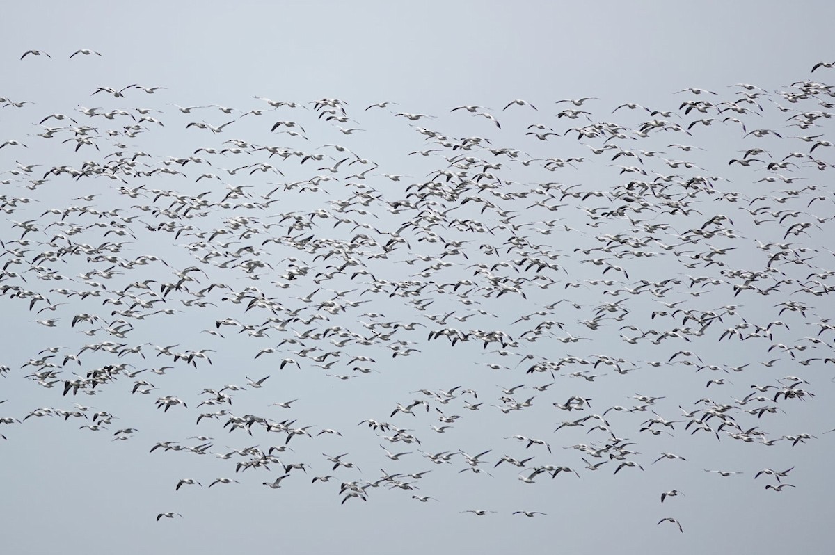 אווז שלג - ML647209170