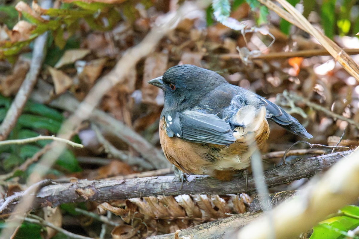 Spotted Towhee - ML647209172