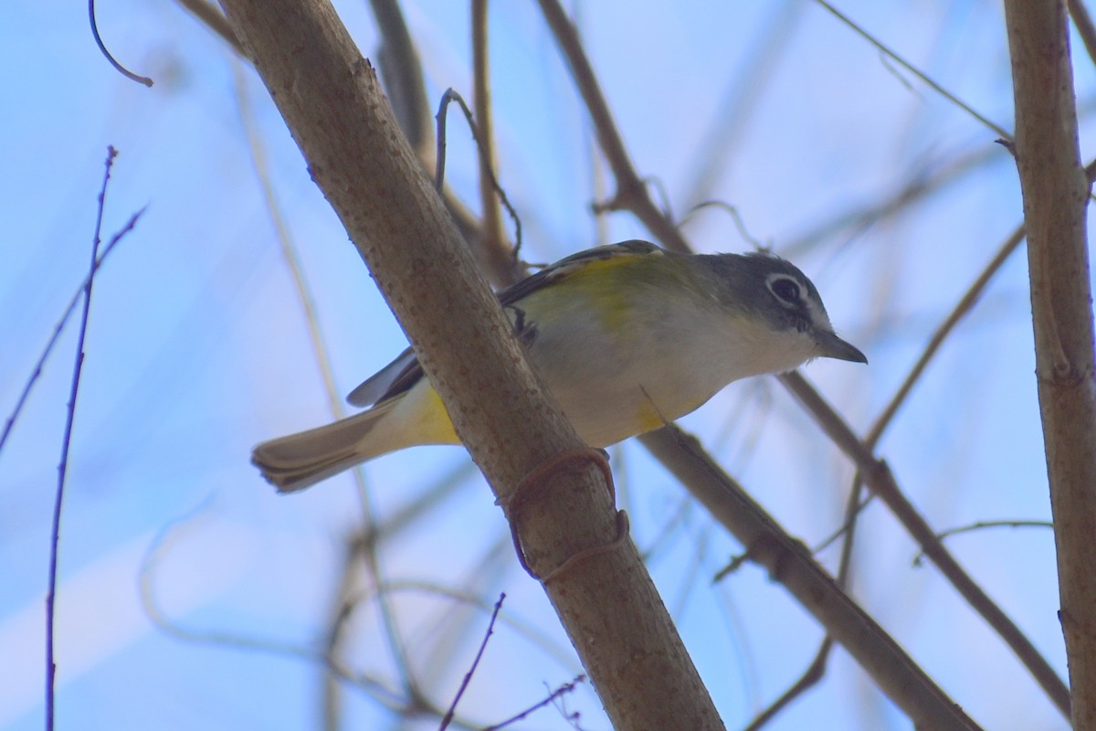 Blue-headed Vireo - ML647209174