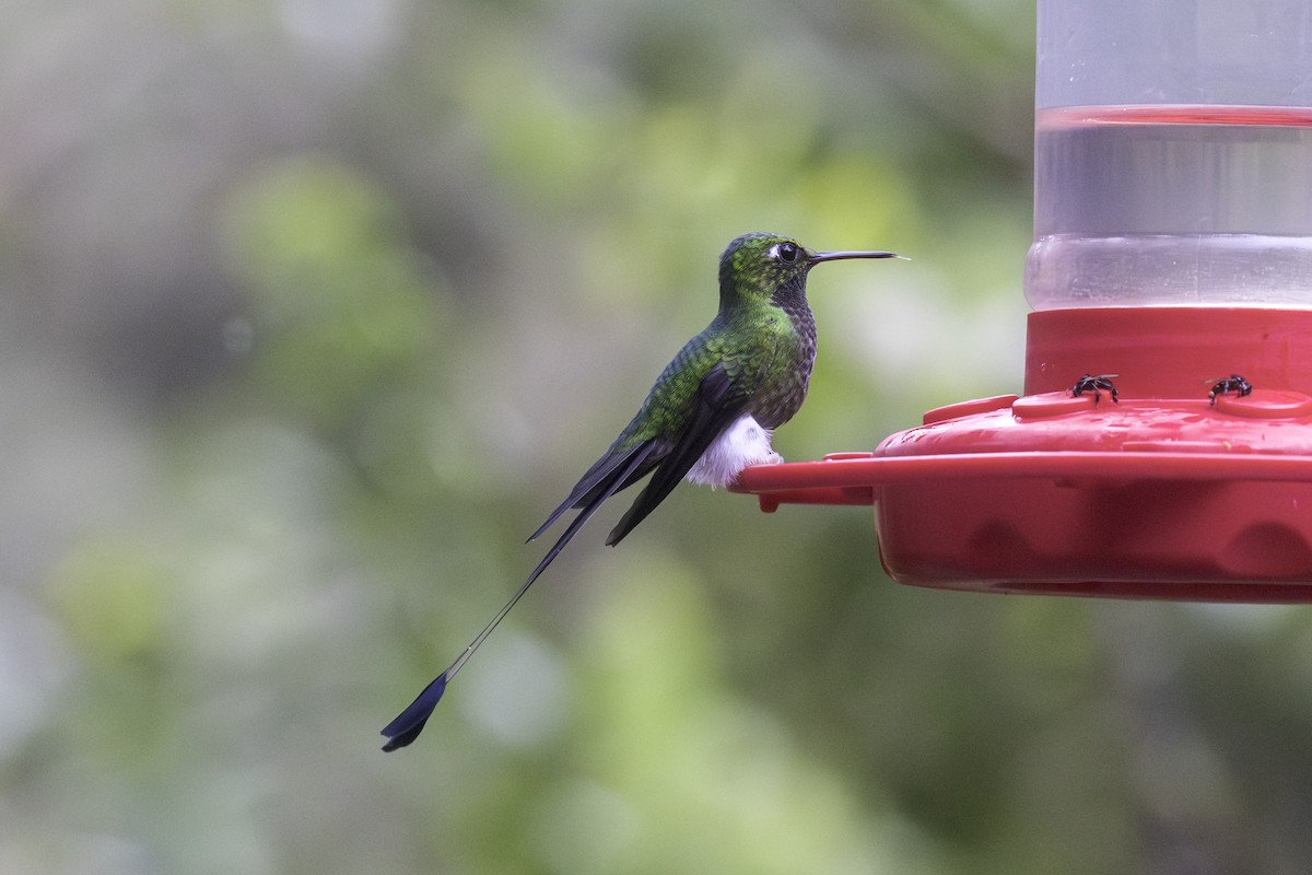 Grünscheitel-Flaggensylphe - ML647209175