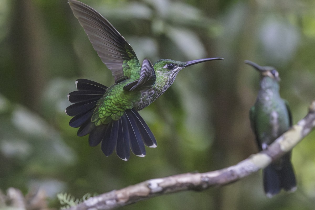 Grünscheitel-Flaggensylphe - ML647209176