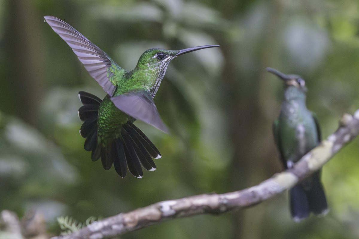 Grünscheitel-Flaggensylphe - ML647209177