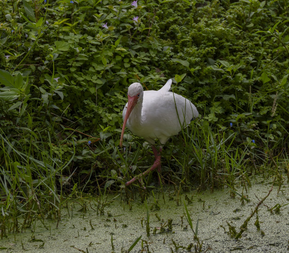 White Ibis - ML647209179