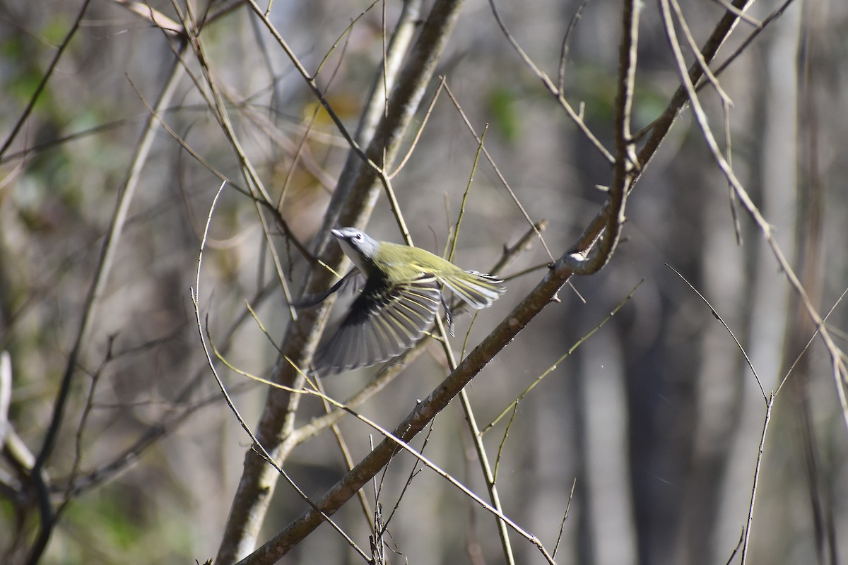 フタスジモズモドキ - ML647209180