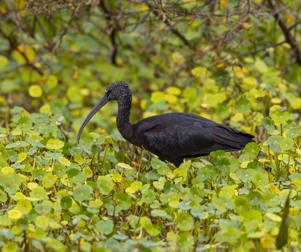 מגלן חום - ML647209181