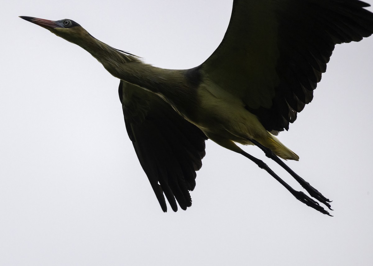 Pfeifreiher - ML647209182