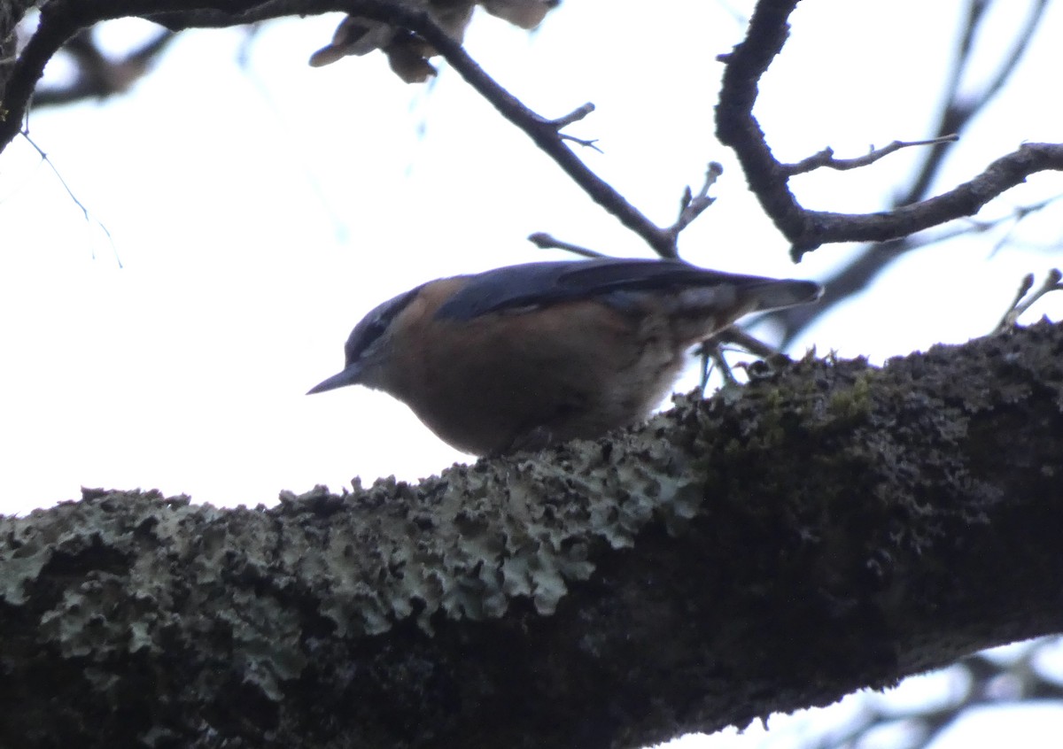 Повзик звичайний - ML647209237