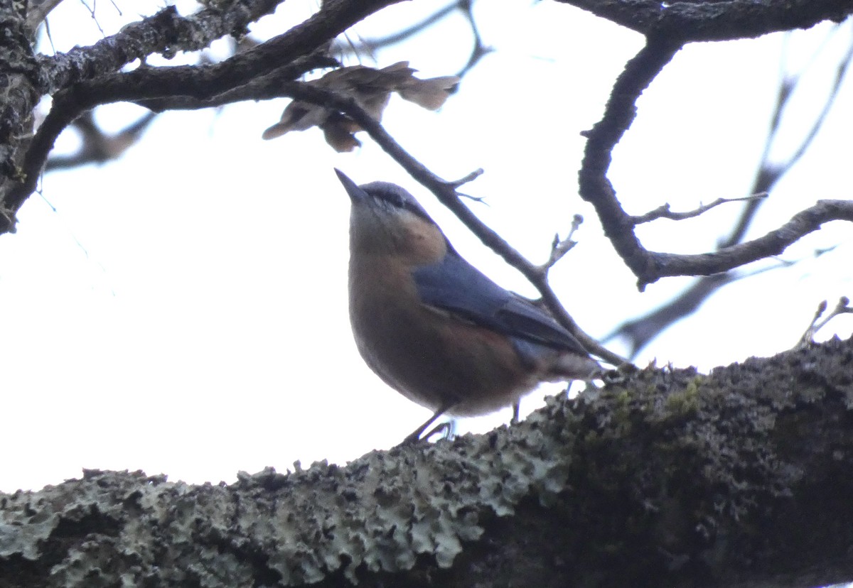 Повзик звичайний - ML647209238