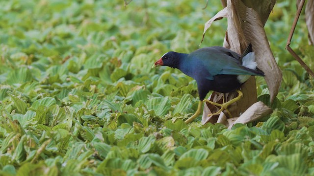 Малая султанка - ML647209241