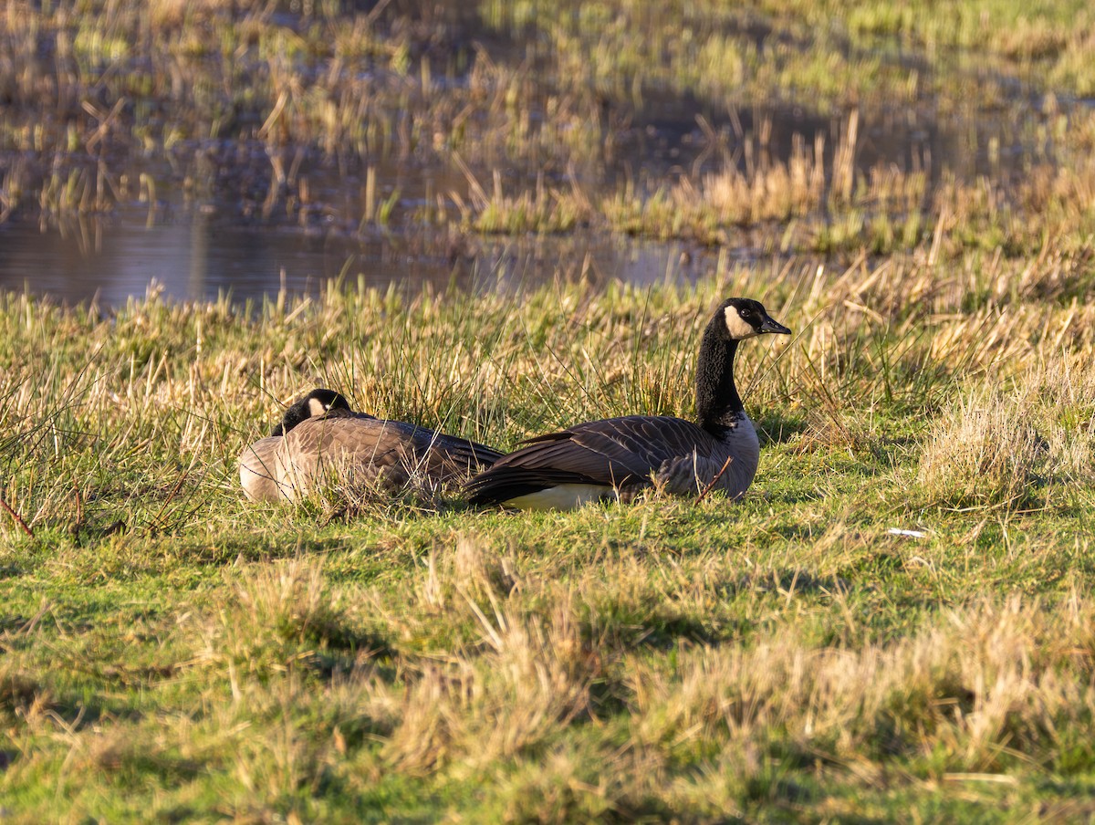 Kanadagans - ML647209243