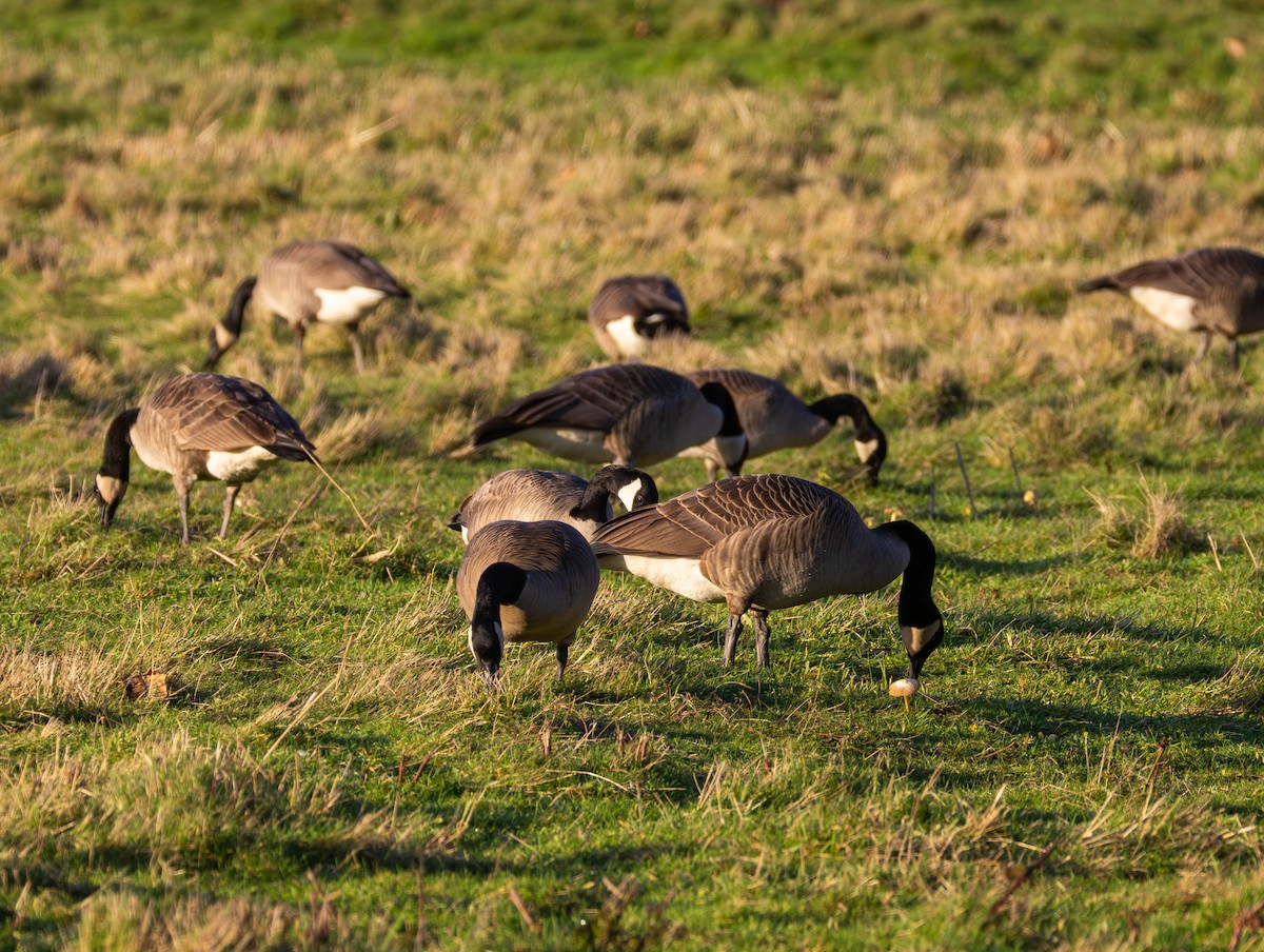 Kanadagans - ML647209244