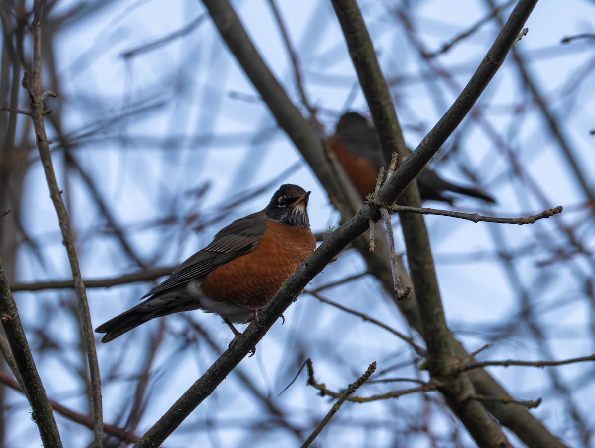 American Robin - ML647209303